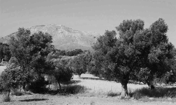 Olivenhaine auf Kreta