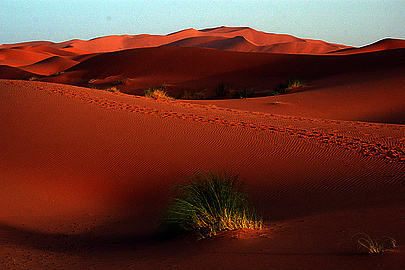 Wüstenland: Roter Sand, Dünen, Grasbüschel